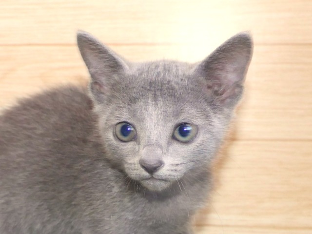 ロシアン・ブルー