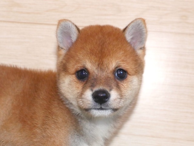 豆柴