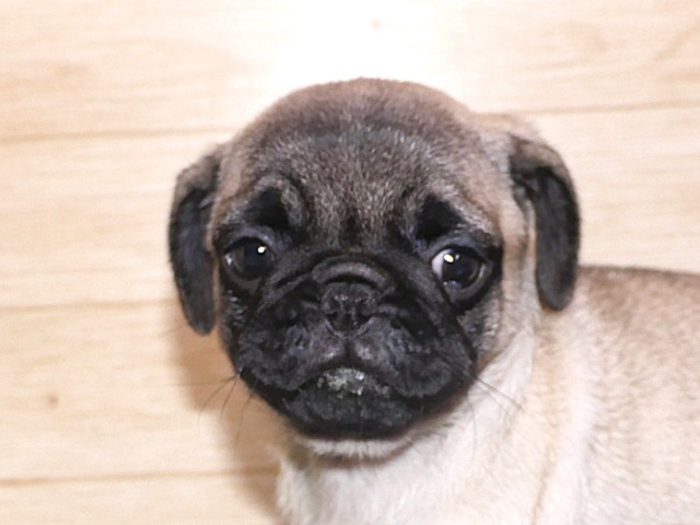 パグ