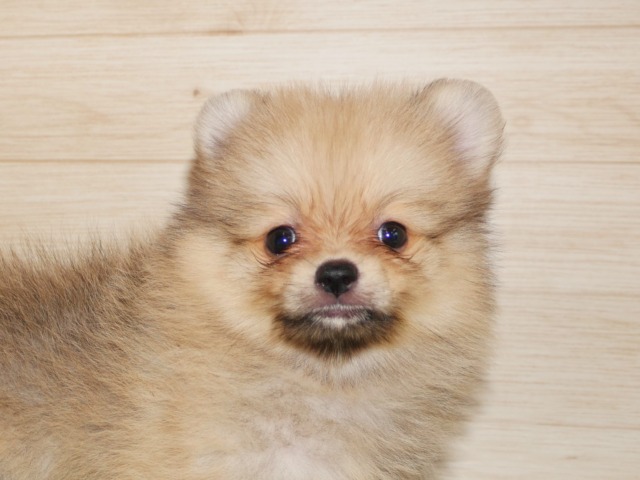 ポメラニアン