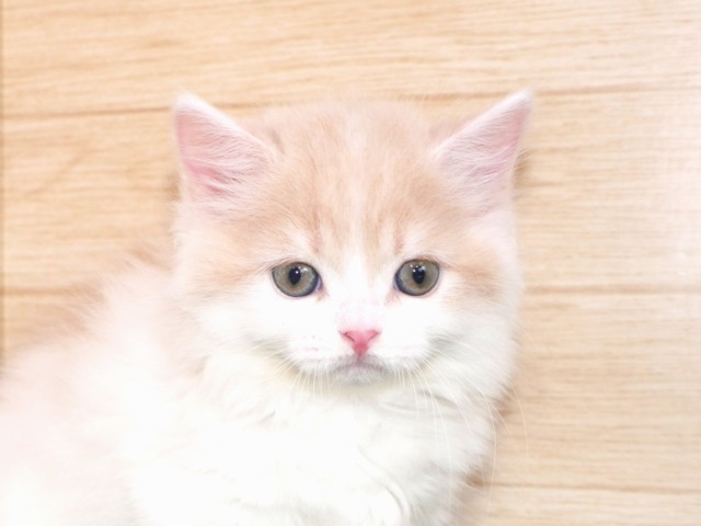 マンチカン ロング (短足)
