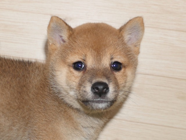 豆柴
