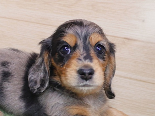 ミニチュア ダックス
