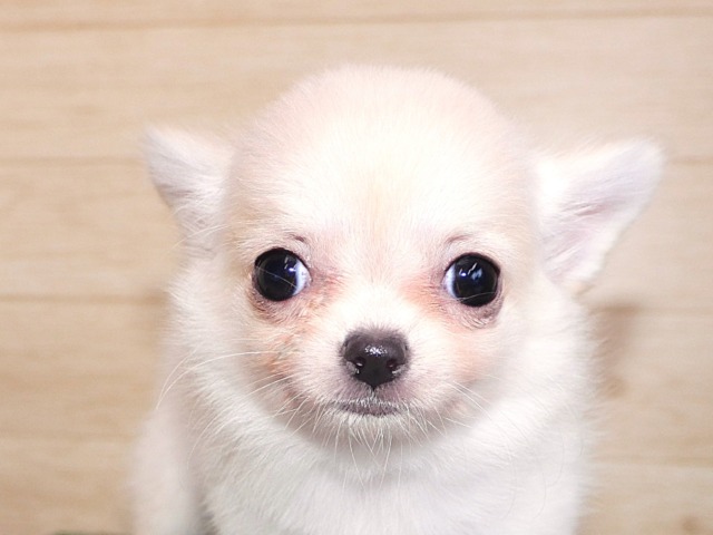チワワ